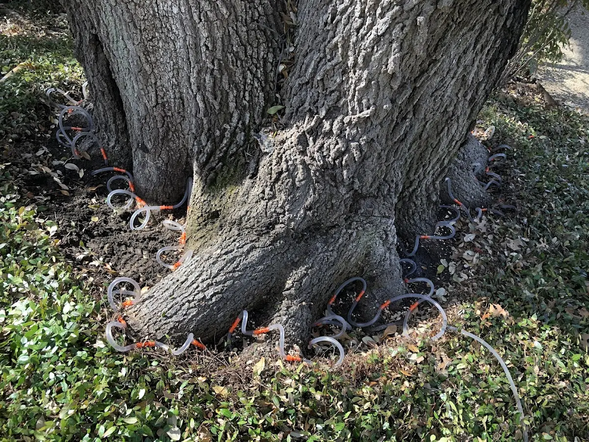 Detailed Tree Cabling and Bracing job site in Rocky Ford